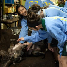 St. Ambrose schoolgirls pet Soapy's tummy