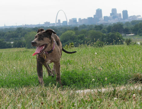 Monks Mound, Cahokia Mounds State Historic Site, Cahokia, Illinois