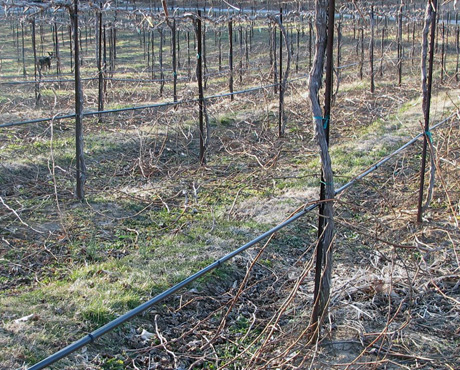 Chandler Hill Vineyards