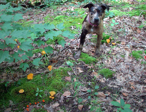 Pickle Springs Natural Area