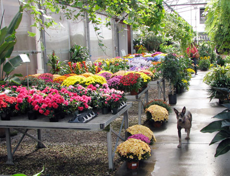 Floral Market, Flower District