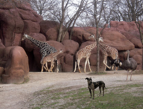 St. Louis Zoo