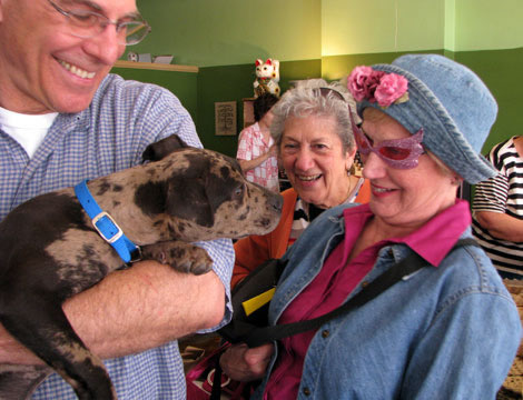 Dog, Saint Louis, St. Louis, The Hill, soap, handmade soap, soap factory, tourist, attraction,