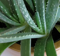 aloe plant photo