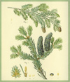 Balsam Fir scented