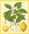 Citrus scented