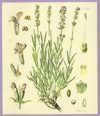 Lavender scented