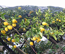 Lemon Grove