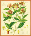 Spice scented
