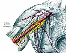 armpit nerves diagram
