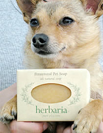 little dogs love herbaria all natural handmade pennyroyal dog soap
