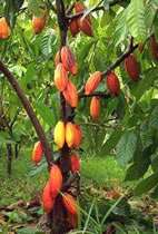 cacao bean photo