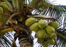 coconuts in palm tree photo