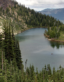 that fresh forest scent