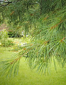 herbaia uses evergreen (fir needle) essential oils in its all natural handmade soaps