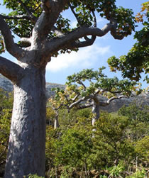 herbaria uses frankincense in its all natural handmade soaps