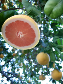 herbaria uses grapefruit in its all natural soaps