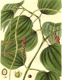 green peppercorn plant drawing