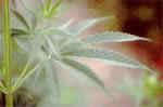 herbaria uses hemp seed oil in its all natural handmade soaps