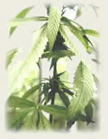 hemp plant photo