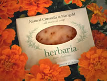 herbaria all natural citronella products are excellent insect repellants