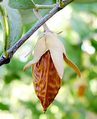 jojoba plant close-up photo