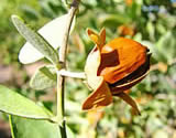 jojoba plant photo
