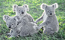koalas love herbaria's all natural soaps