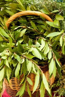 laurel leaf basket photo