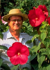 hibiscus