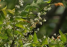 neem plant close-up photo