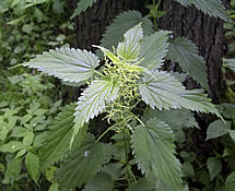 nettle plant photo