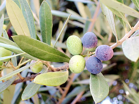 olive branch photo