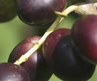 olive close-up photo