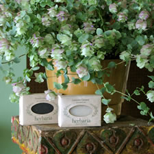 oregano display