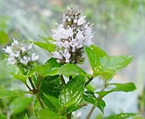 peppermint plant photo