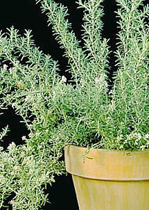 herbaria uses rosemary in its all natural handmade soaps