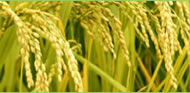 herbaria uses rice bran oil in its all natural handmade soap