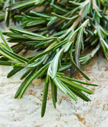 rosemary plant photo