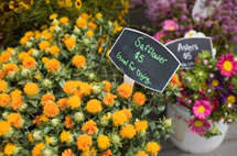 safflower in basket on sale photo