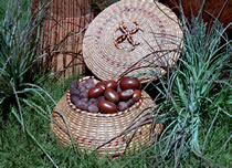 shea nuts photo