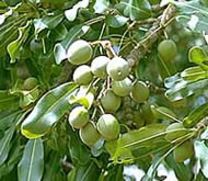shea plant photo