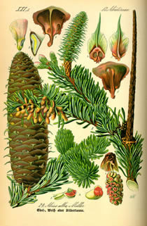 silver fir drawing