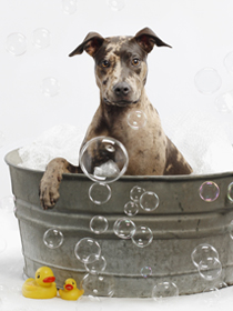 Soapy the Herbaria shop dog photo