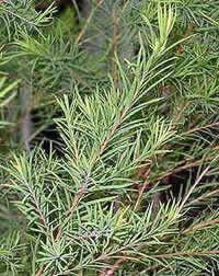 tea tree plant photo