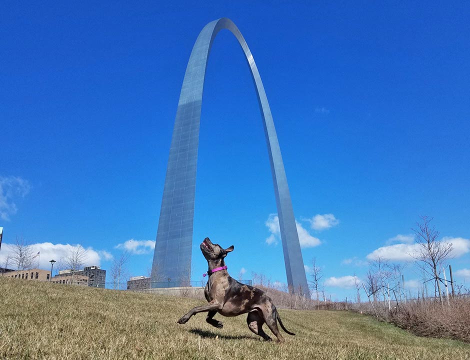 Soapy and the Gateway Arch St. Louis Soapy and the Gateway Arch St. Louis