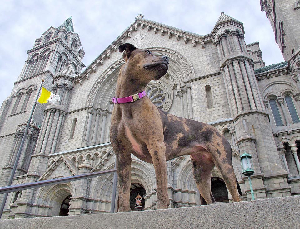 Cathedral Basilica of Saint Louis Cathedral Basilica of Saint Louis