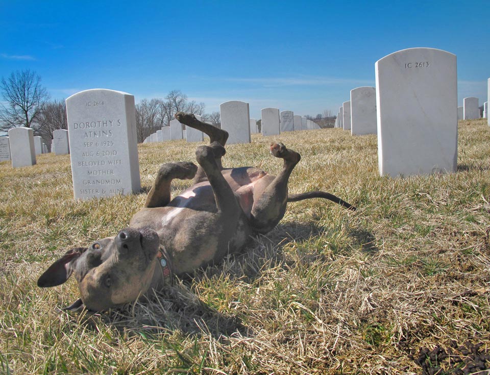 Jefferson Barracks National Cemetery Jefferson Barracks National Cemetery