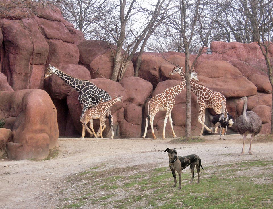 St. Louis Zoo St. Louis Zoo