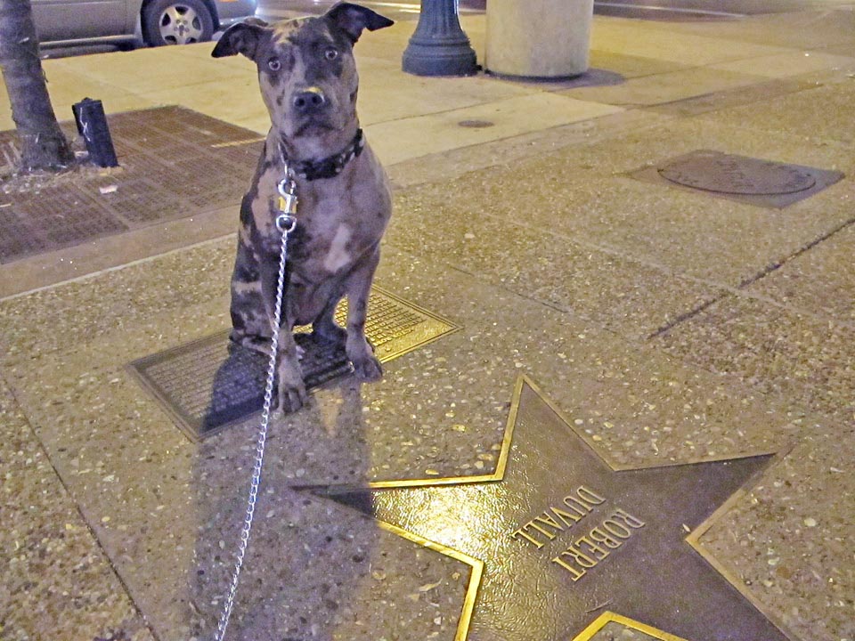 Walk of Fame, Delmar Loop, University City, St. Louis County Walk of Fame, Delmar Loop, University City, St. Louis County